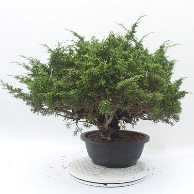 Vonkajšie bonsai - Juniperus chinensis Itoigawa -Jalovec čínsky - 4