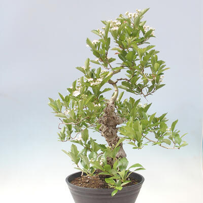 Vonkajší bonsai - Hloh klinovitý - Crataegus cuneata - 4