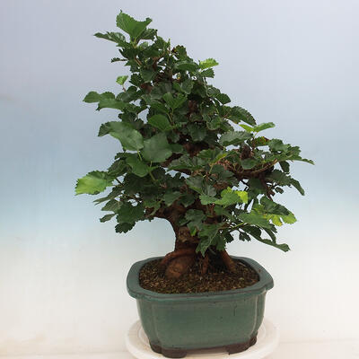 Vonkajšie bonsai -Morus albumy - moruše - 4
