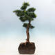 Vonkajší bonsai -Larix decidua - Smrekovec opadavý - 4/6
