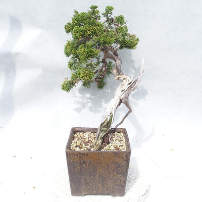 Vonkajšie bonsai - Juniperus sabina -Jalovec chvojka - 4