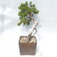 Vonkajšie bonsai - Juniperus sabina -Jalovec chvojka - 4/5