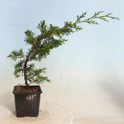 Vonkajšie bonsai - Juniperus chinensis Itoigawa-Jalovec čínsky - 4