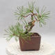 Vonkajšie bonsai - Pinus sylvestris - Borovica lesná - 4/4