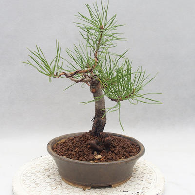 Vonkajšie bonsai - Pinus sylvestris - Borovica lesná - 4