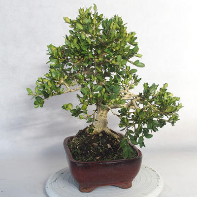 Vonkajšie bonsai - Buxus - 4