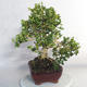 Vonkajšie bonsai - Buxus - 4/5