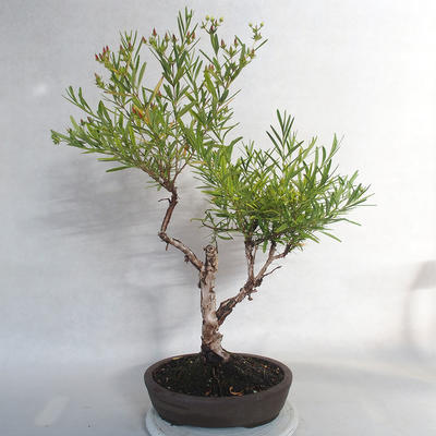 Vonkajšie bonsai- ľubovník - Hypericum - 4