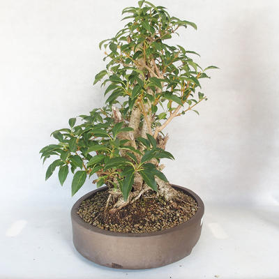 Vonkajšie bonsai - Zlatice - Forsythia - 4