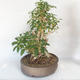 Vonkajšie bonsai - Zlatice - Forsythia - 4/5