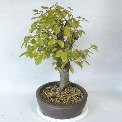 Vonkajšie bonsai - Hrab obyčajný - Carpinus betulus - 4