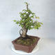 Vonkajšia bonsai-Ulmus glabra-brest tuhý - 4/5