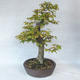 Vonkajšie bonsai - Hrab obyčajný - Carpinus betulus - 4/5