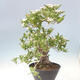 Vonkajší bonsai - Hloh klinovitý - Crataegus cuneata - 4/6