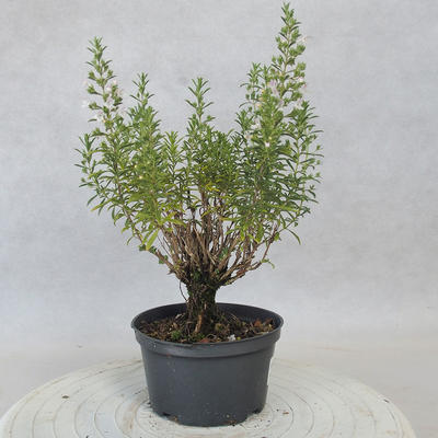 Vonkajšie bonsai - Saturejka horská - Satureja montana - 4