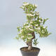 Vonkajší bonsai - Hloh klinovitý - Crataegus cuneata - 4/6