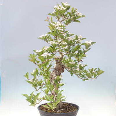 Vonkajší bonsai - Hloh klinovitý - Crataegus cuneata - 4