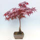 Vonkajší bonsai - Acer palmatum Atropurpureum - Javor dlanitolistý červený - 4/7