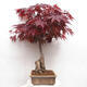Vonkajší bonsai - Acer palmatum Atropurpureum - Javor dlanitolistý červený - 4/7