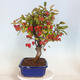Vonkajší bonsai -Malus halliana - Maloplodá jabloň - 4/5