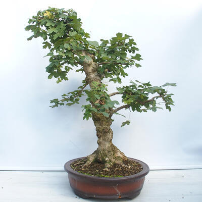Vonkajší bonsai - Acer campestre - Javor babyka - 4