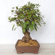 Vonkajší bonsai -Malus halliana - Maloplodé jabloň - 4/6