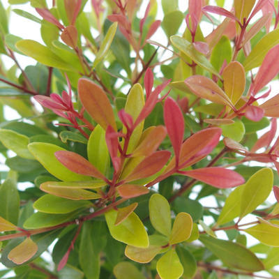 Izbová bonsai - Syzygium - pimentovníka - 4