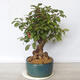 Vonkajší bonsai -Malus halliana - Maloplodé jabloň - 4/5