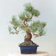 Vonkajší bonsai - Pinus parviflora - borovica drobnokvetá - 4/4