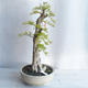 Izbová bonsai - Durant erecta Aurea - 4/5