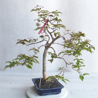 Izbová bonsai - Austrálska čerešňa - Eugenia uniflora - 4