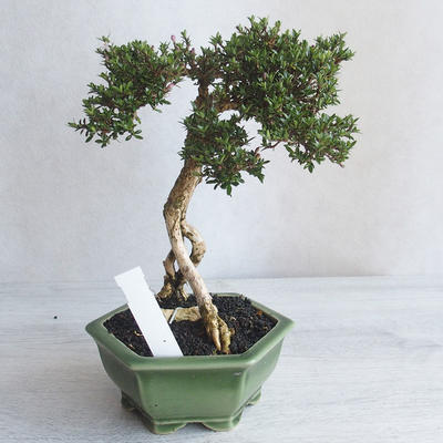 Izvová bonsai - Serissa japonica - malolistá - 4
