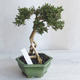 Izvová bonsai - Serissa japonica - malolistá - 4/6