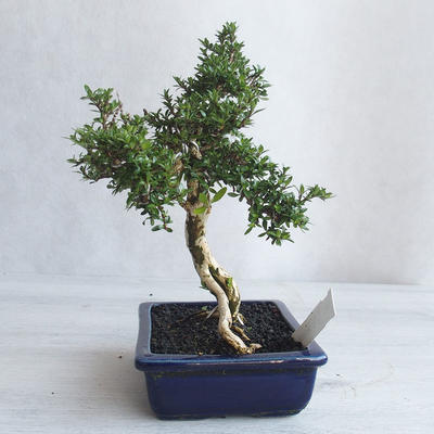 Izvová bonsai - Serissa japonica - malolistá - 4
