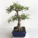 Izbová bonsai - Fraxinus uhdeii - izbový Jaseň - 4/6