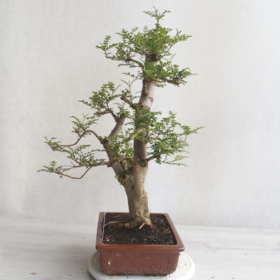 Izbová bonsai - Fraxinus uhdeii - izbový Jaseň - 4