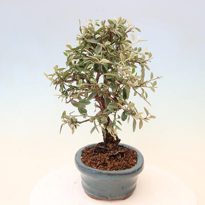 Vonkajší bonsai - Cotoneaster Franchetii - Skalník Franchetov - 4