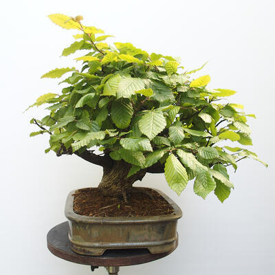 Vonkajšie bonsai - Hrab obyčajný - Carpinus betulus - 4