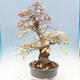 Vonkajší bonsai -Carpinus Coreana - Hrab kórejský - 4/5