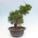 Vonkajší bonsai - Juniperus chinensis Itoigawa -Jalovec čínsky - 4/4