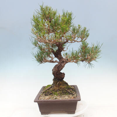 Vonkajší bonsai - Pinus thunbergii - Borovica thunbergova - 4