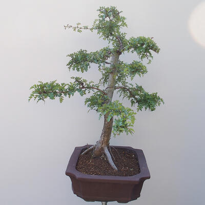 Vonkajšie bonsai - Hloh jednosemený - 4