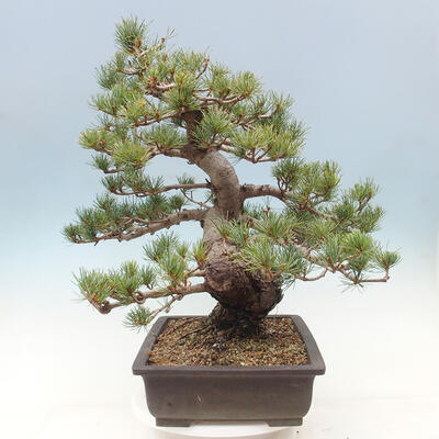 Vonkajší bonsai - Pinus parviflora - borovica drobnokvetá - 4