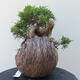 Vonkajšie bonsai - Juniperus chinensis Itoigawa -Jalovec čínsky - 4/4