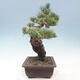 Vonkajší bonsai - Pinus parviflora - borovica drobnokvetá - 4/4
