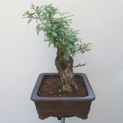 Vonkajšie bonsai - vtáčí zob Ligustrum - 4