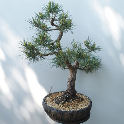 Vonkajšie bonsai - Pinus sylvestris Watereri - Borovica lesná - 4