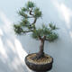 Vonkajšie bonsai - Pinus sylvestris Watereri - Borovica lesná - 4/5