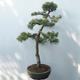 Vonkajšie bonsai - Pinus sylvestris Watereri - Borovica lesná - 4/4
