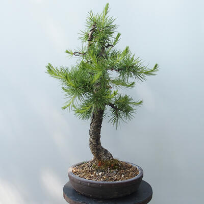 Vonkajšie bonsai - Larix decidua - Smrekovec opadavý - 4